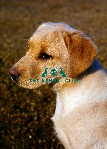 Retriever-Labrador Puppy