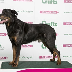 2018 Best of Breed Beauceron