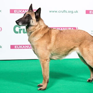2018 Best of Breed Belgian Shepherd Dog (Malinois)