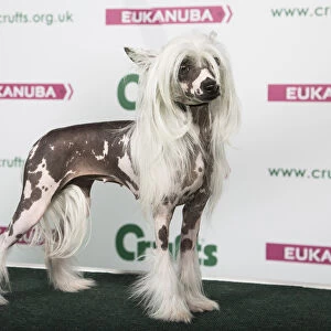 2018 Best of Breed Chinese Crested