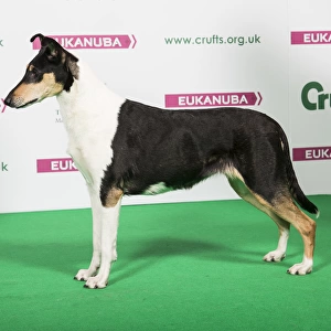 2018 Best of Breed COLLIE (SMOOTH)