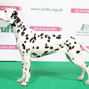 2018 Best of Breed Dalmation