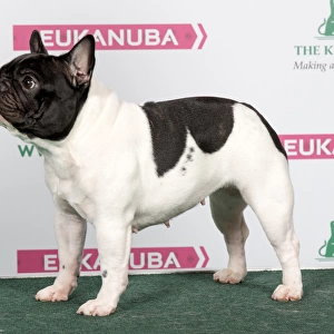 2018 Best Of Breed French Bulldog