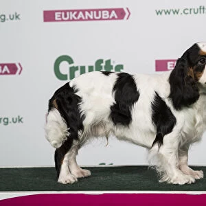 2018 Best of Breed King Charles Spaniel