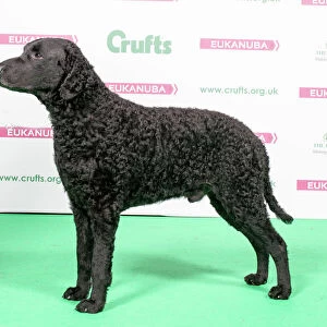 2018 Best of Breed RETRIEVER (CURLY COATED)