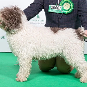 2018 Best of Breed SPANISH WATER DOG