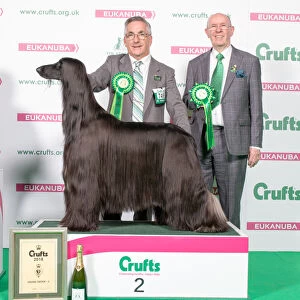 2018 Hound Group 2nd place Afghan Hound
