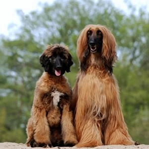 Afghan Hound and puppy
