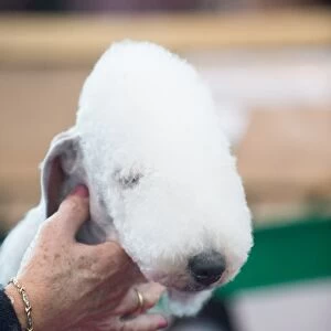 Bedlington Terrier about to show