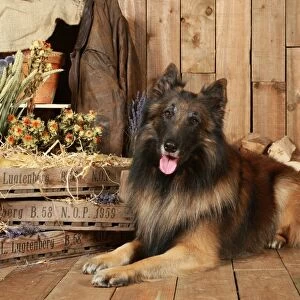 Belgian Shepherd Dog-Tervueren