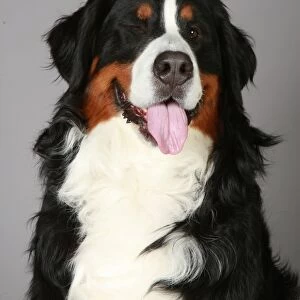 Bernese Mountain Dog, Crufts 2013, working group, portrait, nick ridley, stock images
