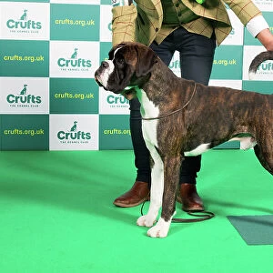 Best of Breed Boxer Crufts 2023