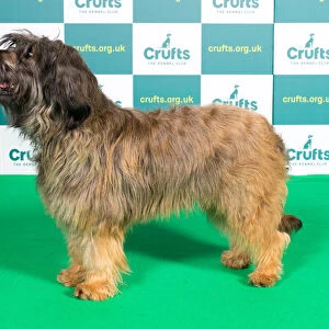 Best of Breed CATALAN SHEEPDOG Crufts 2022