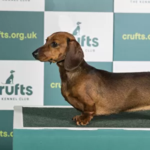 Best of Breed DACHSHUND (MINIATURE SMOOTH HAIRED) Crufts 2022