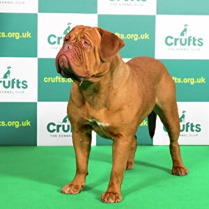 Best of Breed DOGUE DE BORDEAUX (NONCC) Crufts 2023