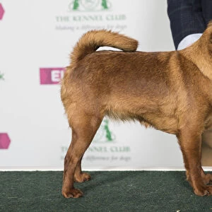 Best of Breed Griffon Bruxellois