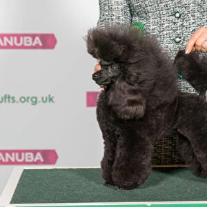 Best of Breed POODLE (TOY)