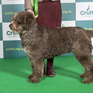 Best of Breed SPANISH WATER DOG Crufts 2022