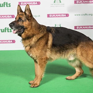 Best of Breed Winner GERMAN SHEPHERD DOG