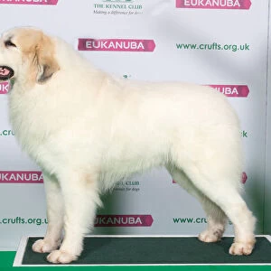 Best of Breed Winner PYRENEAN MOUNTAIN DOG