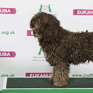 Best of Breed Winner SPANISH WATER DOG