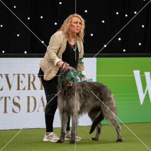 British Vulnerable Breed Competition Crufts 2022 Gundog