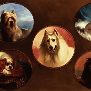 Champion Dogs of England