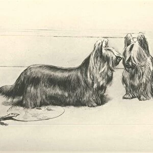 Clydesdale or Paisley Terrier - Wardle 1894