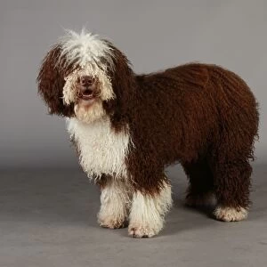 Crufts 2013, nick ridley, stock images, KCPL, KCPL_Stock, March 2013, Spanish Water Dog