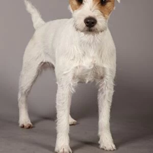 Crufts 2013, Parson jack russell terrier, nick ridley, stock images, KCPL, March 2013