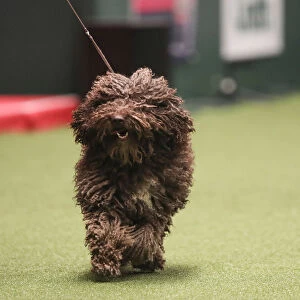 Crufts 2019 - Best of Breed