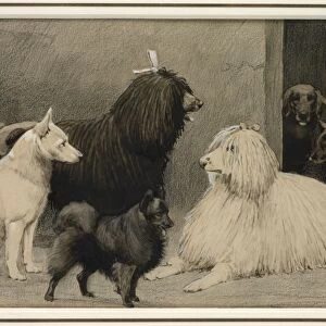 Crufts, Agricultural Hall, 1893