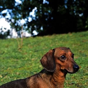 Dachshund-Miniature Smooth Haired