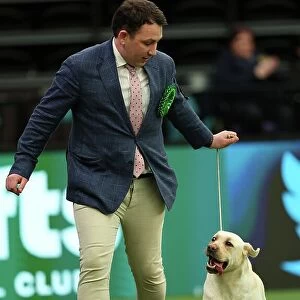 Ed Casey from South Warwickshire with Ada, a Labrador, which was the Best of Breed winner today (Thursday 09. 03. 23), the first day of Crufts 2023, at the NEC Birmingham