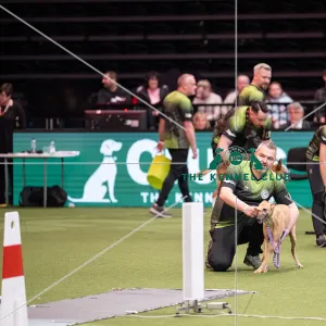 Flyball Crufts 2022