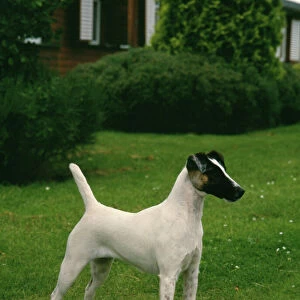Fox Terrier (Smooth Haired)