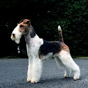 Fox Terrier-Wire