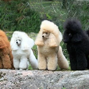 groomed, outdoors, outside, poodle, show dog, stacked, grass