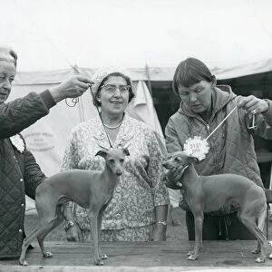 Italian Greyhounds showing 1967