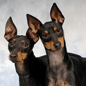 outside, curious, looking, pointy ears, studio, plain background, black and tan