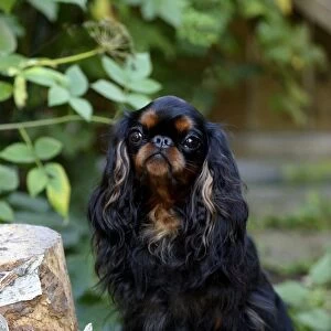 outside, sitting, toy, black, spaniel, tan, small, black and tan, grass, leaves, sun