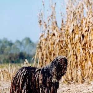outside, standing, field, pastoral, countryside, hungarian puli, field, long hair