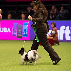Papillon Best of Breed Crufts 2017