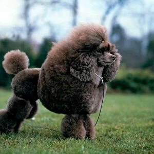 Poodle-Toy