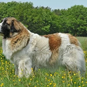 Pyrenean Mastiff (Imp)