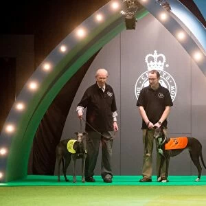 Retired Greyhound display
