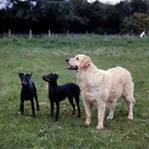 RETRIEVER (GOLDEN) and Manchester Terriers