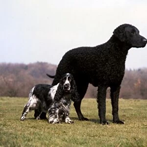 Spaniel-Cocker and Retriever-Curly Coated