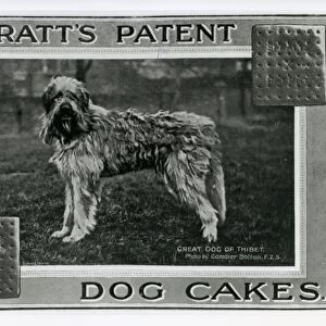 Spratts Patent Dog Cakes