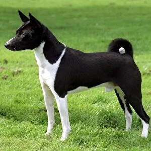 standing, profile, basenji, black and white, outside, pointy ears, brown, white